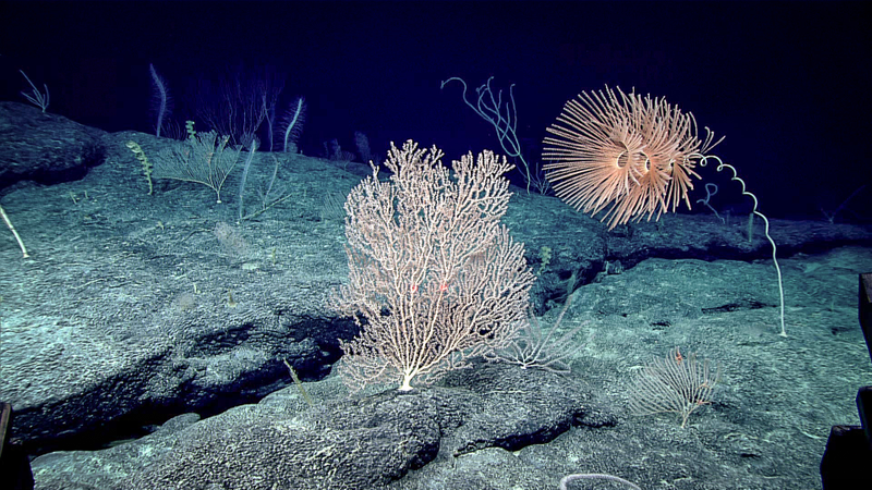 Image courtesy of the NOAA Office of Ocean Exploration and Research, 2017 Laulima O Ka Moana.